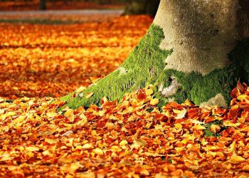 Ukryli się przed policją… w stercie liści. To nie mogło się udać