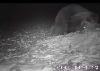 Tak młody niedźwiadek bawi się na śniegu. Niezwykłe nagranie z Bieszczad [WIDEO]