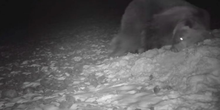 Tak młody niedźwiadek bawi się na śniegu. Niezwykłe nagranie z Bieszczad [WIDEO]