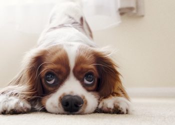 Szczepionka dla zwierząt przeciw Covid-19. Pierwsza na świecie