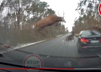 Stado jeleni przebiegało przez drogę. Jeden wylądował na BMW [WIDEO]