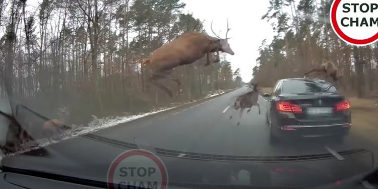 Stado jeleni przebiegało przez drogę. Jeden wylądował na BMW [WIDEO]