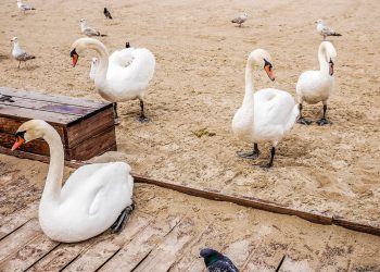 Ptasia grypa w Sopocie. Miasto wydaje ostrzeżenia dla mieszkańców