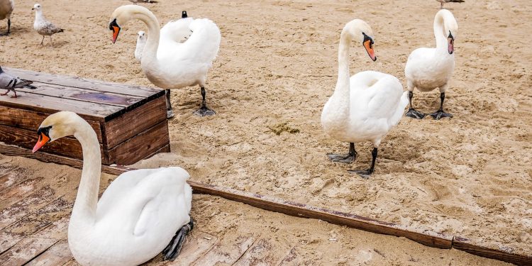 Ptasia grypa w Sopocie. Miasto wydaje ostrzeżenia dla mieszkańców
