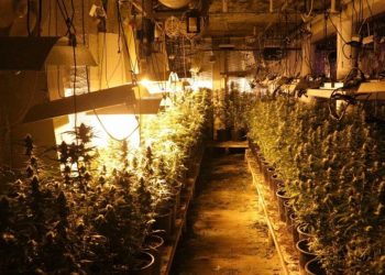 Plantacja konopi zlikwidowana. To jedna z największych w regionie!