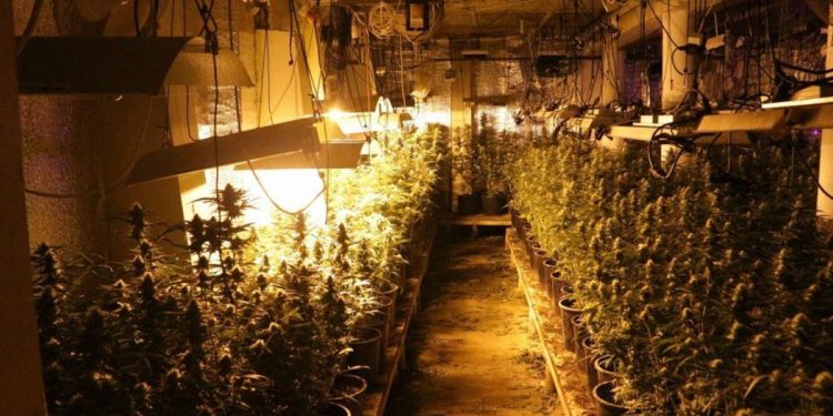 Plantacja konopi zlikwidowana. To jedna z największych w regionie!