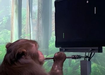 Elon Musk znów zaskakuje. Ta małpa umysłem kontroluje grę [WIDEO]