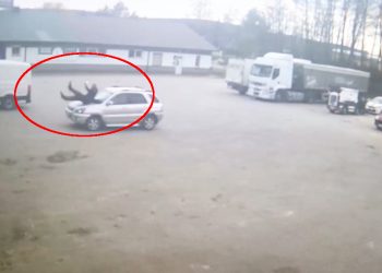 Potrącił mężczyznę na terenie firmy. Zrobił to celowo!
