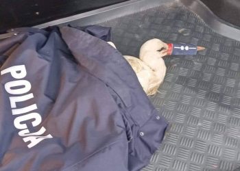 Bocian mianowany… aspirantem. Nietypowa interwencja policji