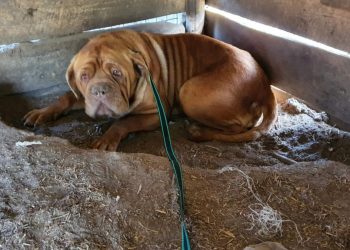 250 martwych psów. Przerażające odkrycie w pseudohodowli