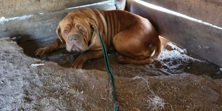 250 martwych psów. Przerażające odkrycie w pseudohodowli