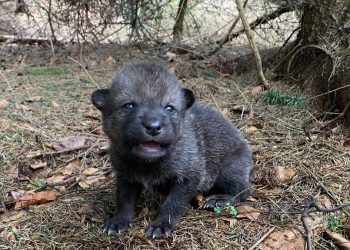 Szczenię wilka pomylili z psem i zabrali. Zwierzę wróci do watahy
