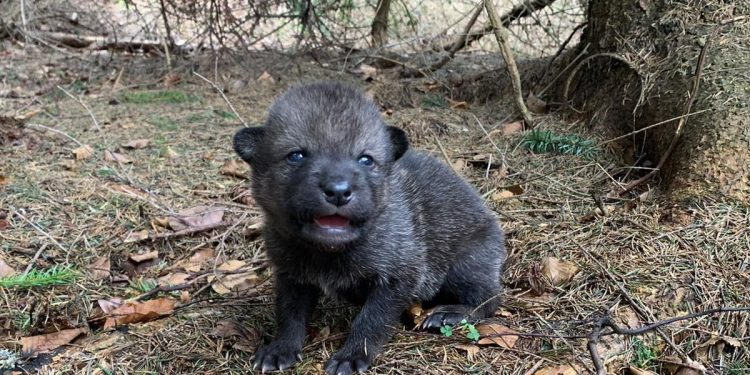 Szczenię wilka pomylili z psem i zabrali. Zwierzę wróci do watahy