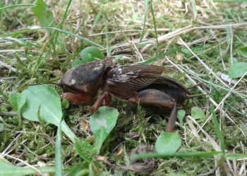 To największy owad w Polsce. Wszyscy się go boją, ale leśnicy mają ważny apel