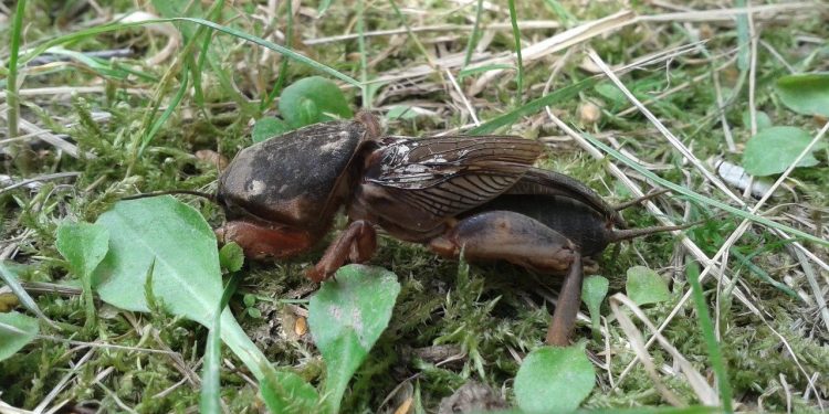 To największy owad w Polsce. Wszyscy się go boją, ale leśnicy mają ważny apel