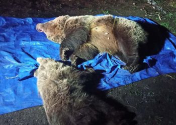 Dwa niedźwiedzie zastrzelone przed hotelem w Tatrach