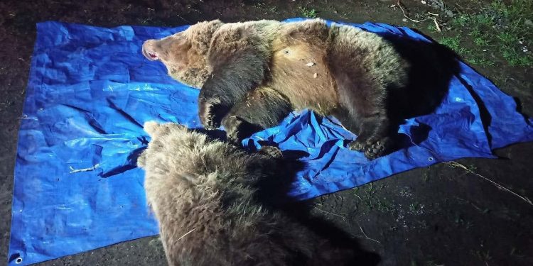 Dwa niedźwiedzie zastrzelone przed hotelem w Tatrach