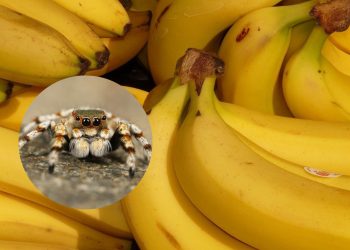 Poczuła uszczypnięcie, gdy kupowała banany. Później trafiła do szpitala. Ugryzł ją egzotyczny pająk?