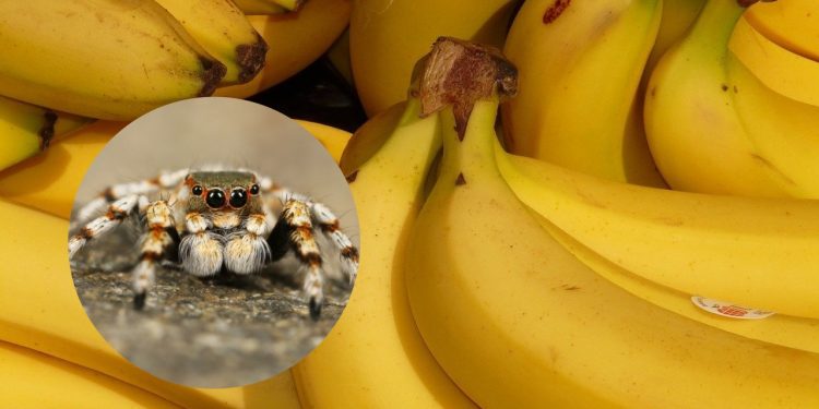 Poczuła uszczypnięcie, gdy kupowała banany. Później trafiła do szpitala. Ugryzł ją egzotyczny pająk?