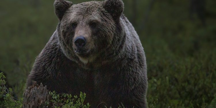 Horror w parku narodowym. Niedźwiedź rozszarpał 16-latka