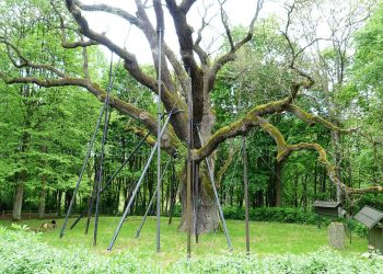 Dąb Bartek został uszkodzony. Wszystko przez wichurę