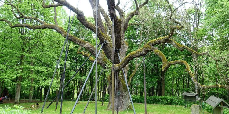 Dąb Bartek został uszkodzony. Wszystko przez wichurę