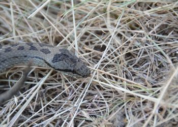 Rzadki gatunek węża występuje w Polsce. „Swoje ofiary dusi, po czym połyka”