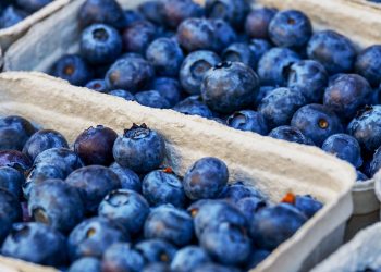 Szwecja: ogniska koronawirusa wśród zbierających leśne jagody