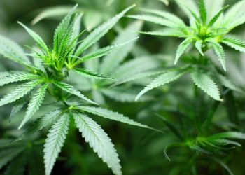 Zaginiony odnalazł się na… plantacji marihuany. Rodzice zgłosili zaginięcie