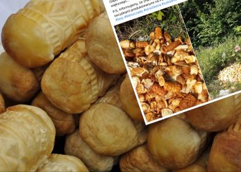 Kilkanaście kilogramów „oscypków” wyrzuconych w lesie. Trwa poszukiwanie sprawców