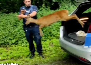 Sarna odzyskała wolność dzięki policjantom. Wróciła do lasu