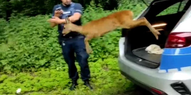 Sarna odzyskała wolność dzięki policjantom. Wróciła do lasu