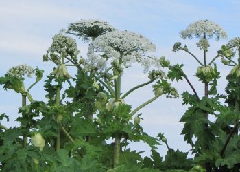 Leśnicy ostrzegają przed toksyczną rośliną. Może powodować poparzenia trzeciego stopnia