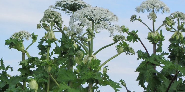Leśnicy ostrzegają przed toksyczną rośliną. Może powodować poparzenia trzeciego stopnia
