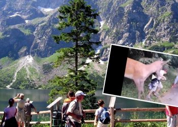 Jeleń zaatakował dziecko w drodze nad Morskie Oko! Nagranie ku przestrodze
