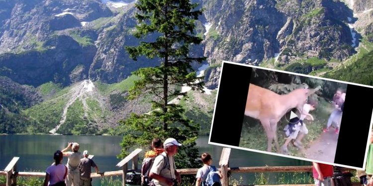 Jeleń zaatakował dziecko w drodze nad Morskie Oko! Nagranie ku przestrodze