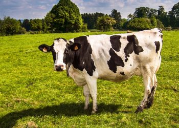 Pociąg staranował stado krów. Duże utrudnienia