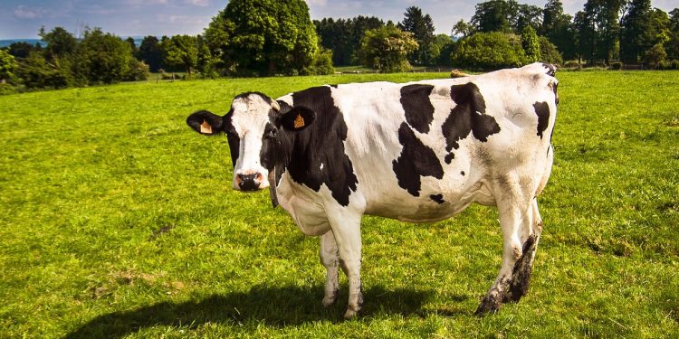 Pociąg staranował stado krów. Duże utrudnienia