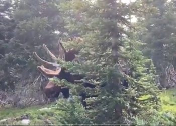 Łoś zaatakował turystę podczas filmowania [WIDEO]