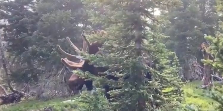 Łoś zaatakował turystę podczas filmowania [WIDEO]