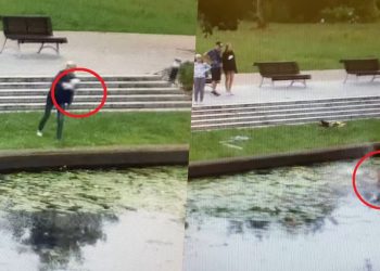 nowym dworze kocięta