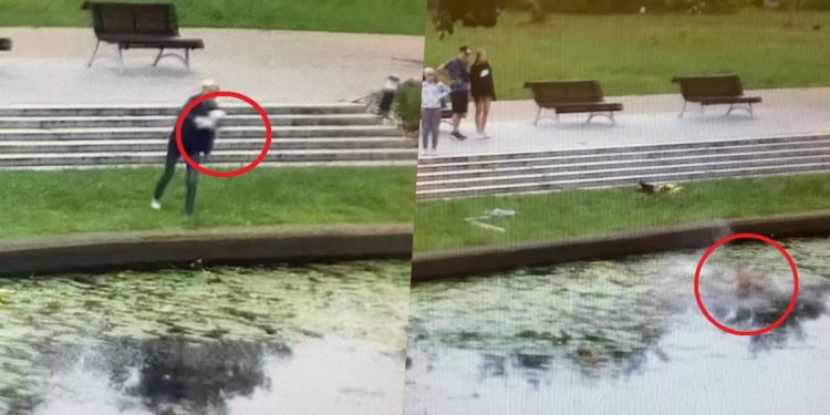 nowym dworze kocięta