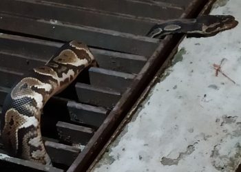 Pyton królewski na osiedlu w Krakowie! „Zmierzał w stronę bloku”