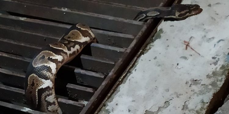 Pyton królewski na osiedlu w Krakowie! „Zmierzał w stronę bloku”