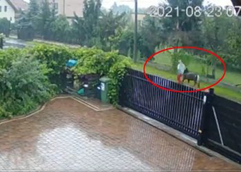 Ukradł kucyka w Wieliczce. Nadal go szukają. Jest nagranie [WIDEO]