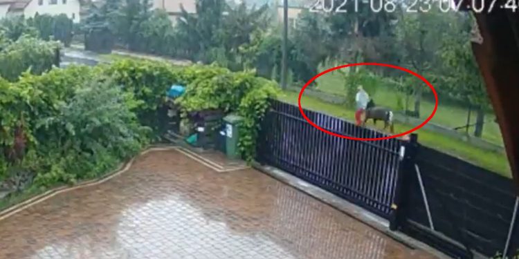 Ukradł kucyka w Wieliczce. Nadal go szukają. Jest nagranie [WIDEO]