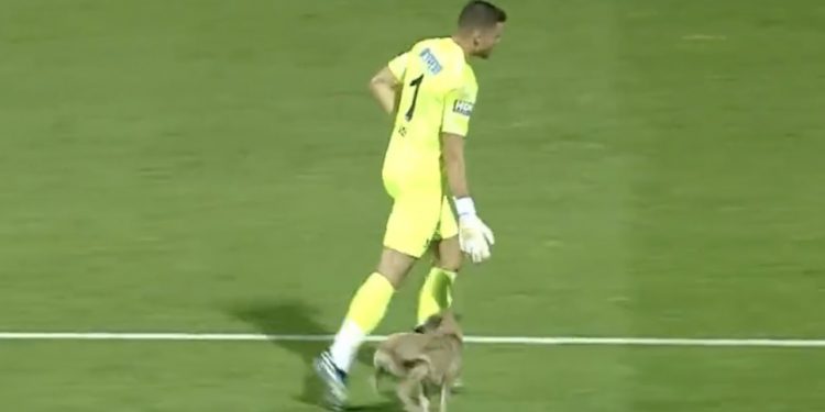 Na boisku pojawił się pies. Kamery uchwyciły reakcję polskiego bramkarza [WIDEO]