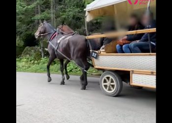 Kulawy koń ciągnął turystów nad Morskie Oko. „Ewidentnie chory” [WIDEO]