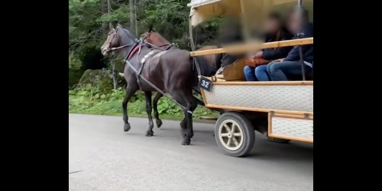 Kulawy koń ciągnął turystów nad Morskie Oko. „Ewidentnie chory” [WIDEO]