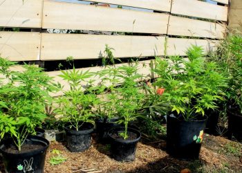 Poszukiwany listem gończym ukrył się na… plantacji marihuany